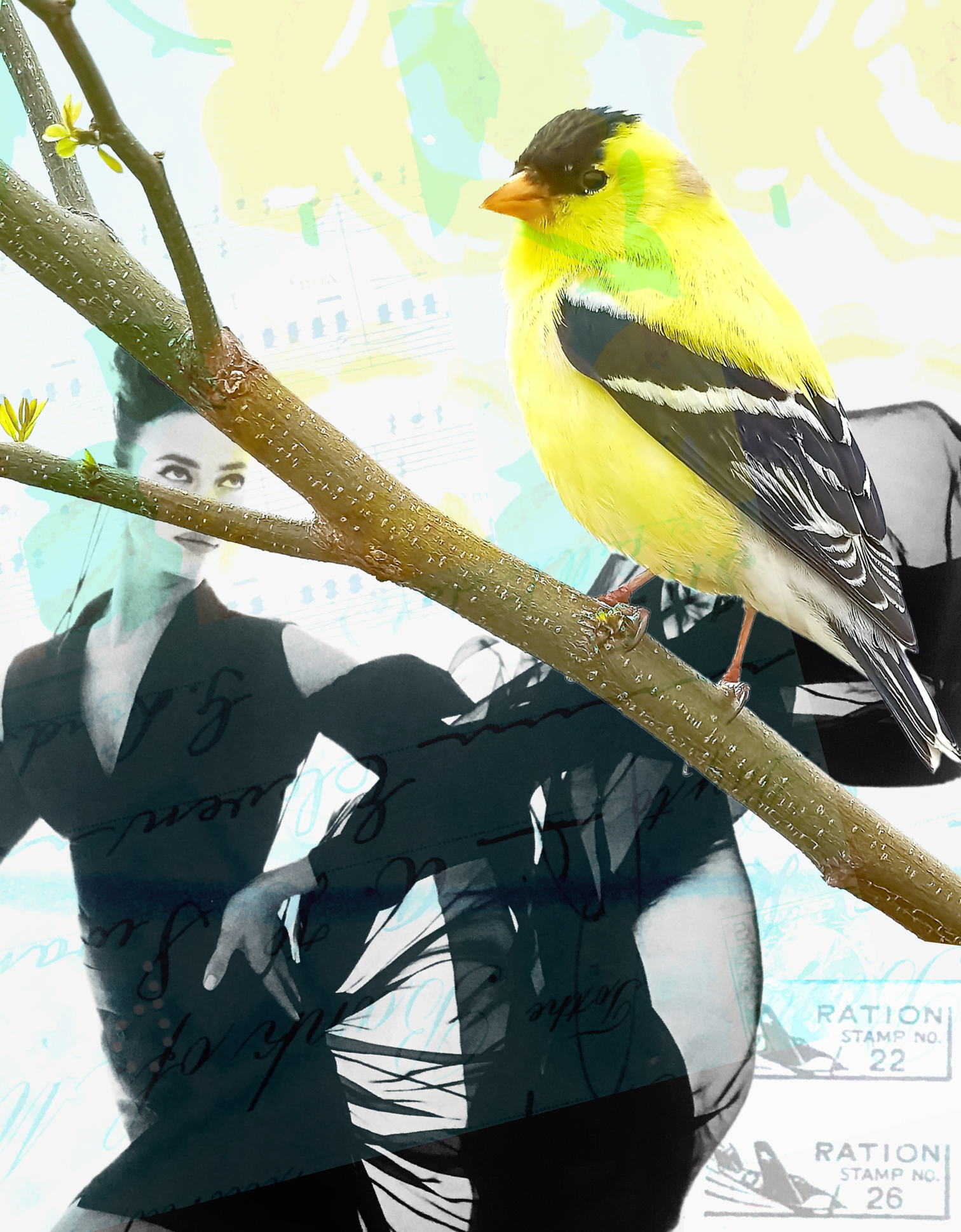 Plummage · Digital Collage