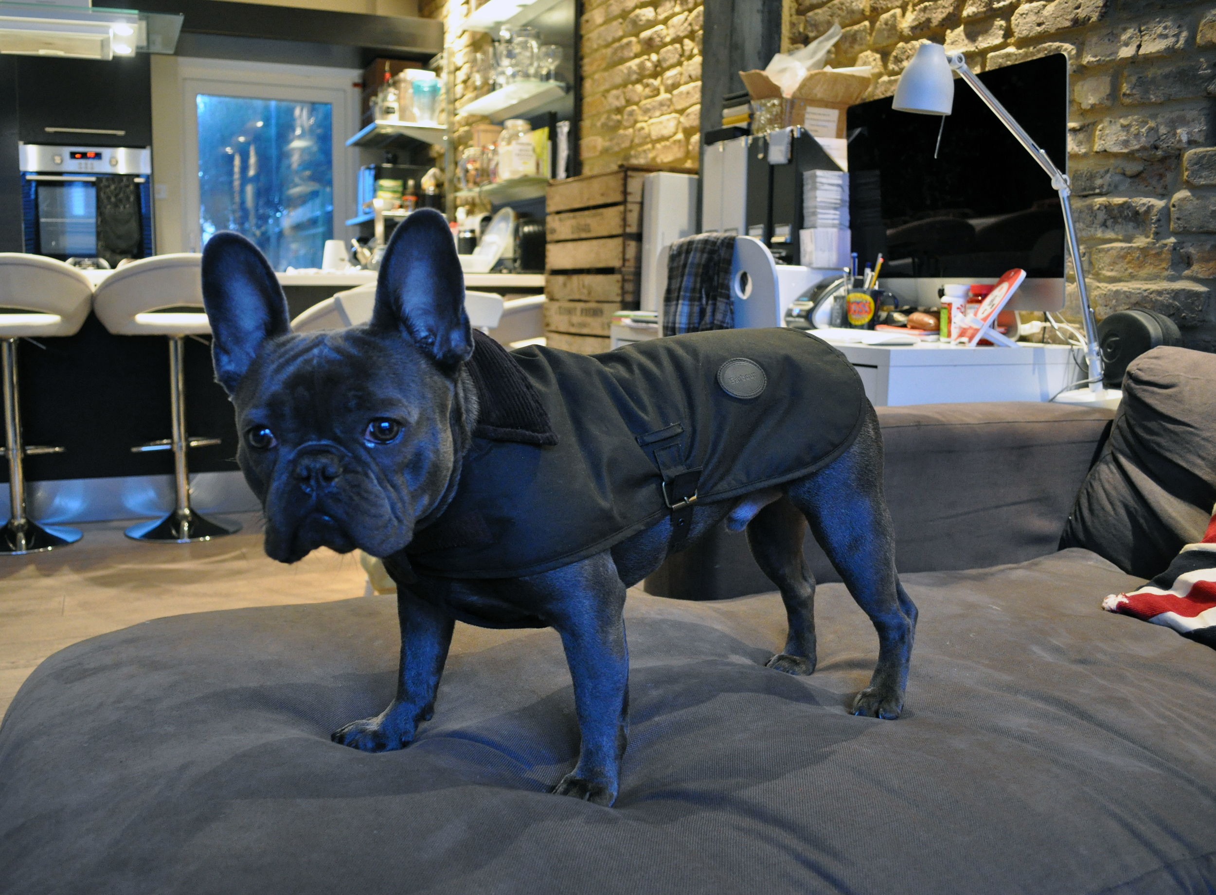 barbour dog coat french bulldog