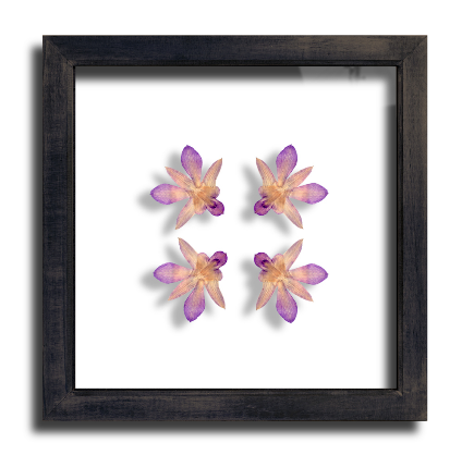 Orchid Framed Picture