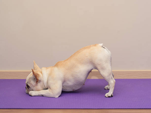 Dog1.jpg