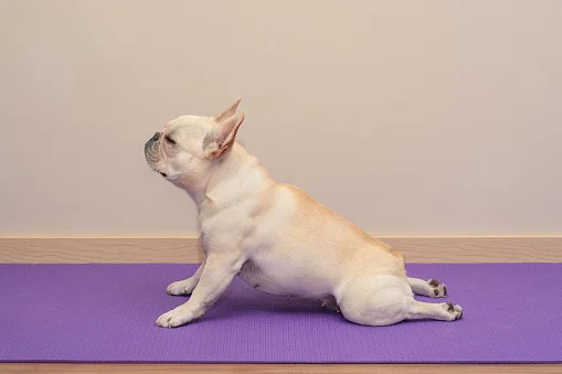 Dog2.jpg