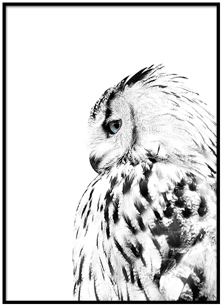 Desenio Owl Print £Various