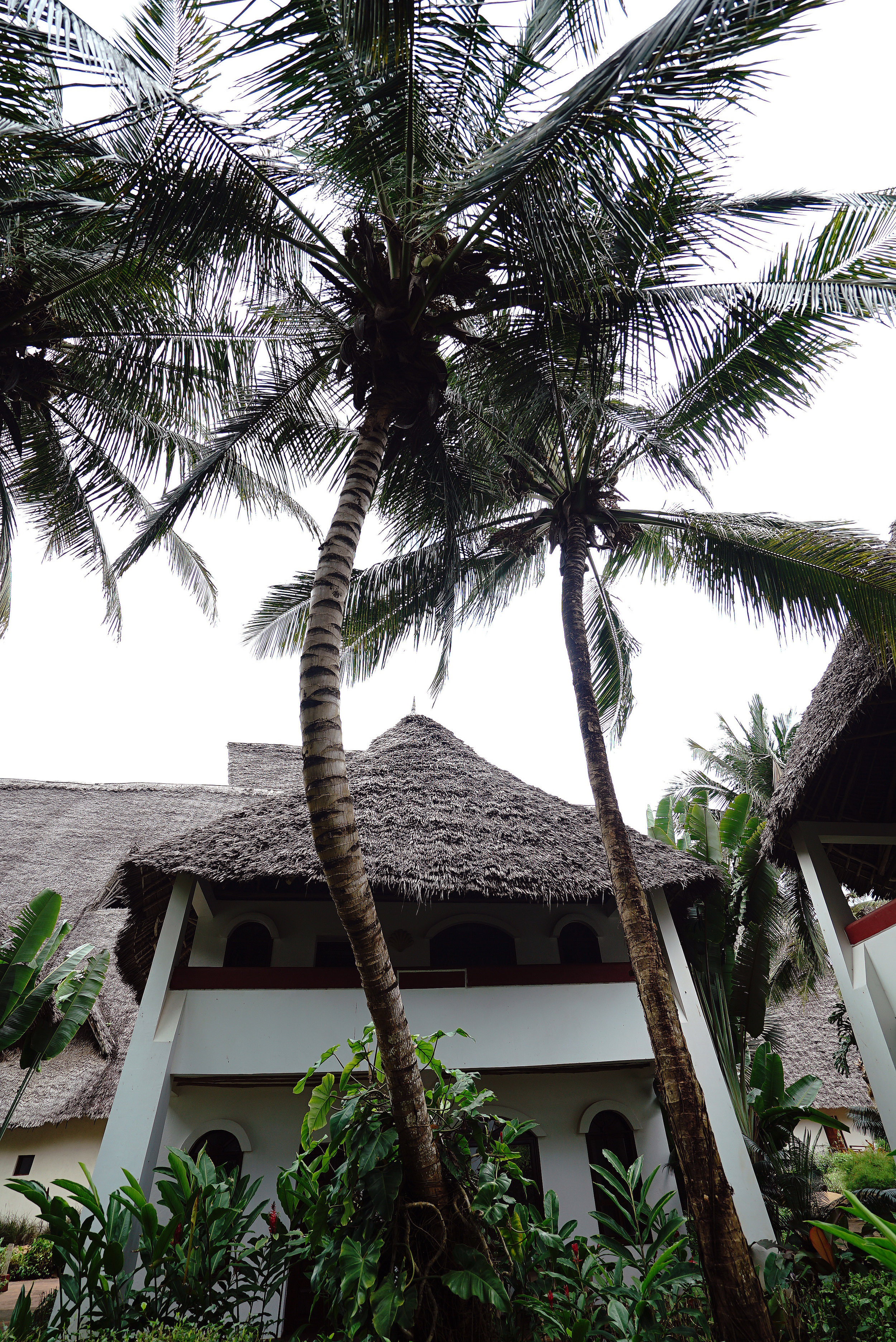 Essque Zalu Zanzibar Palm Tree.jpg