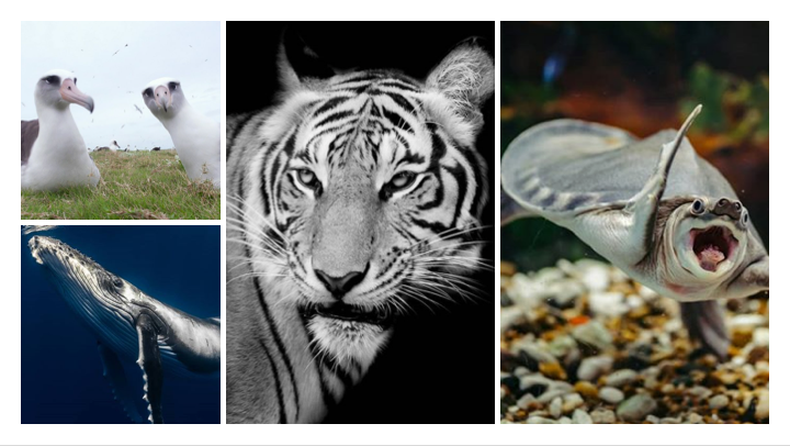 wwf.png