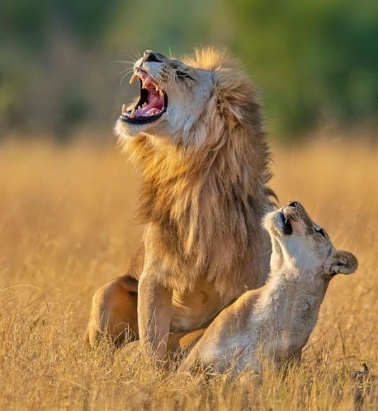 The Best Wildlife Instagrammers to Follow