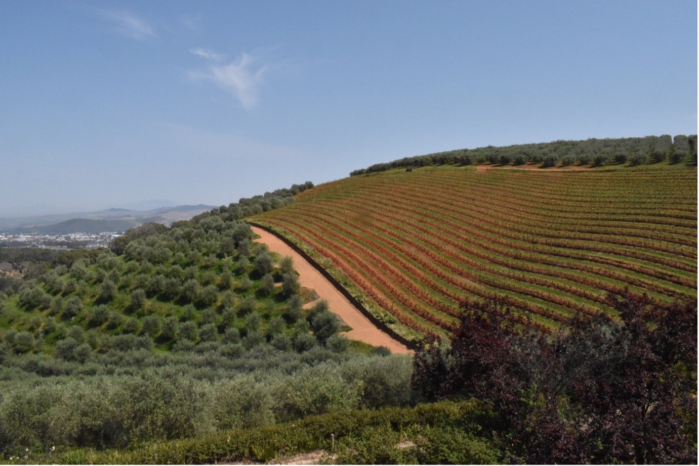 THE FRANSCHHOEK WINE TRAM AND STELLENBOSCH TOWN TOUR