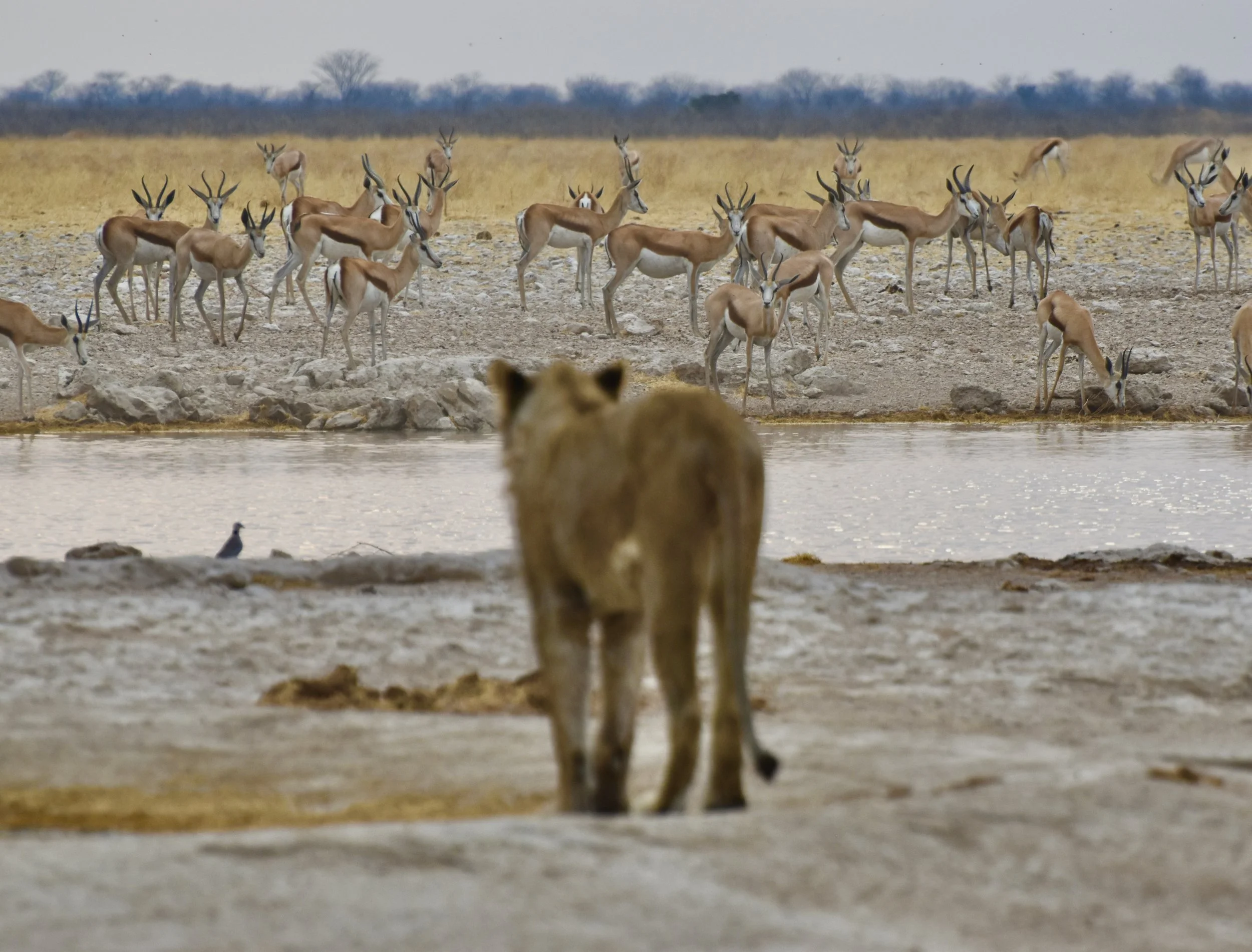 Etosha Park: A Lion Encounter by the Side of the Road