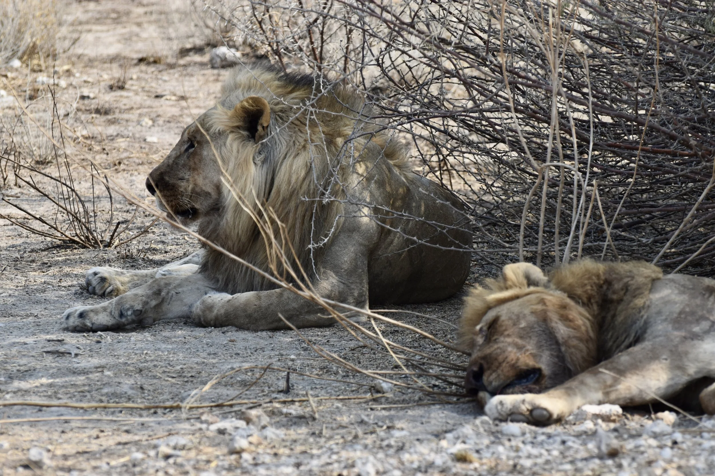 The Story of Road Kill in Etosha