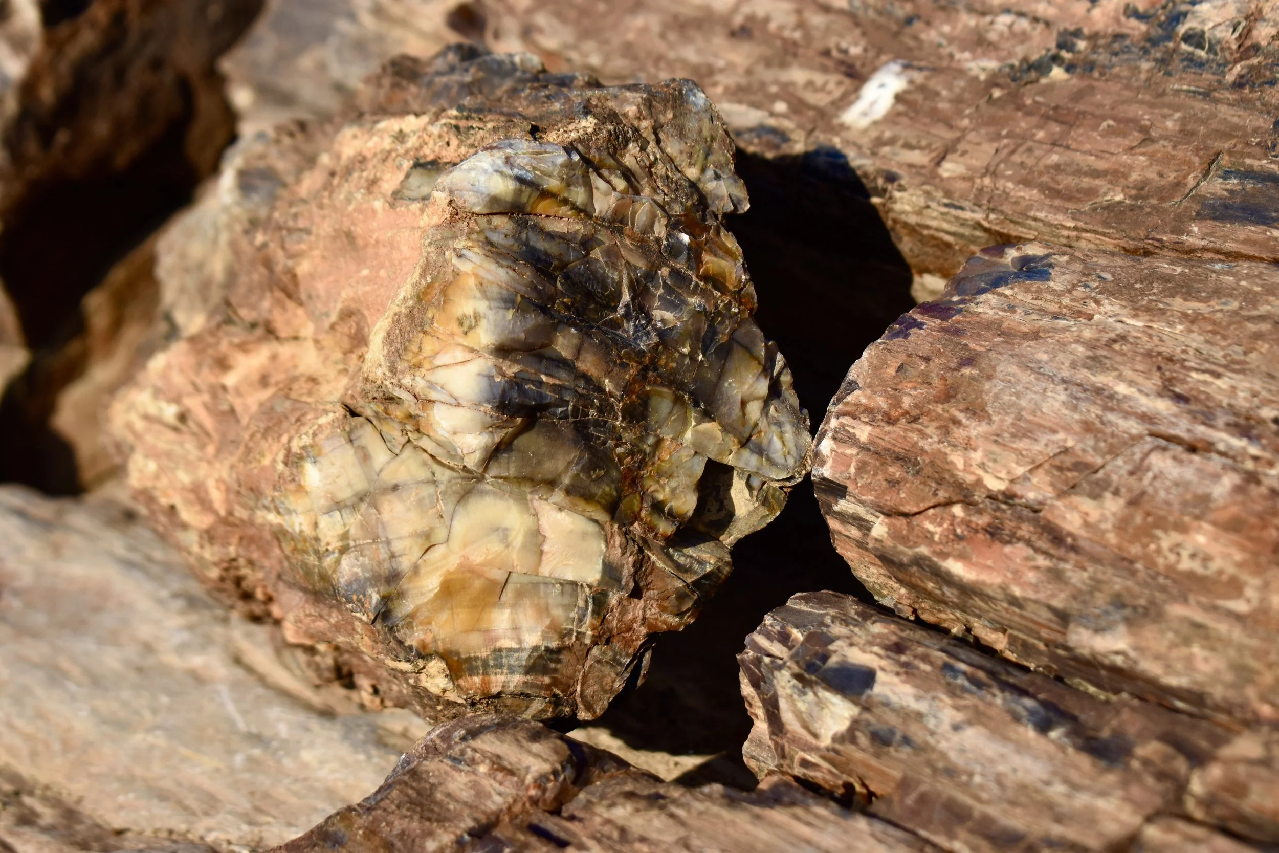The Petrified Forest | And Arrival at Etosha Safari Lodge