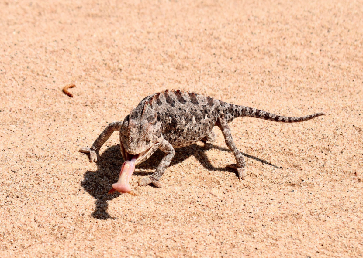 Swakopmund and the Living Desert Experience | Day 4 Part 1
