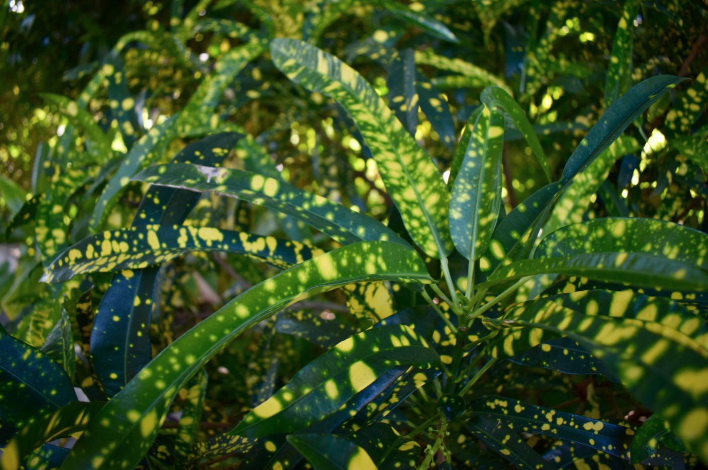 Naples | The Green Flash