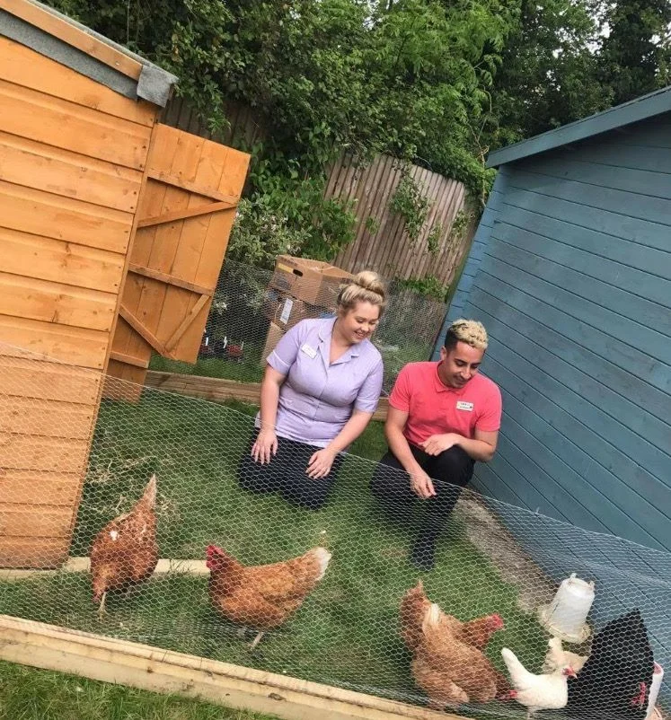 Field Lodge chickens 2.jpg