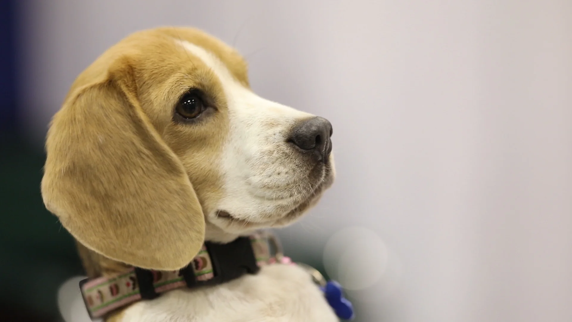 AKC BEAGLE.jpg
