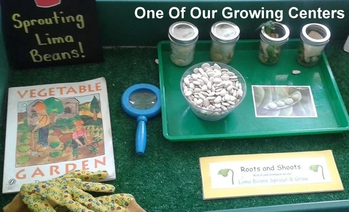 growing limas.jpg