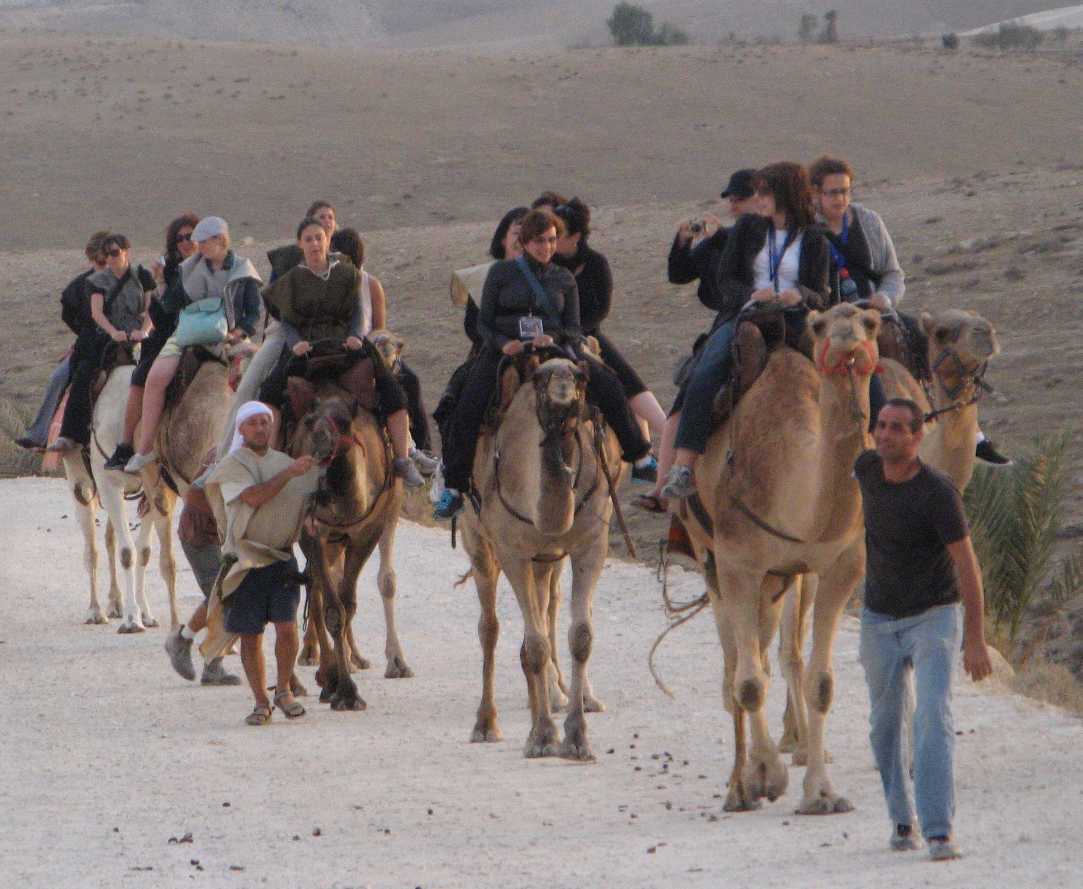 camels.jpg