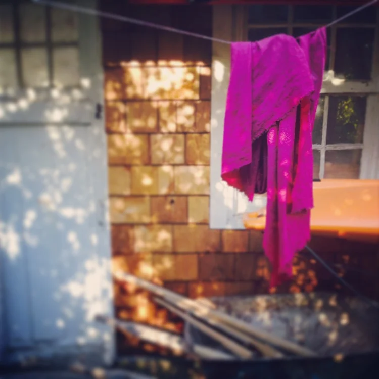 drying pokeberry