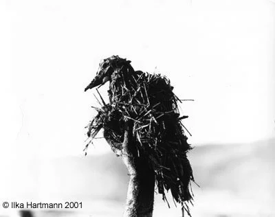 Photograph, Grebe victim of the San Francisco Oil Spill, January 18, 1971, Photographer: Ilka Hartmann. Copyright Ilka Hartmann.