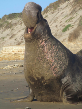 NUMU_elephant seal.png