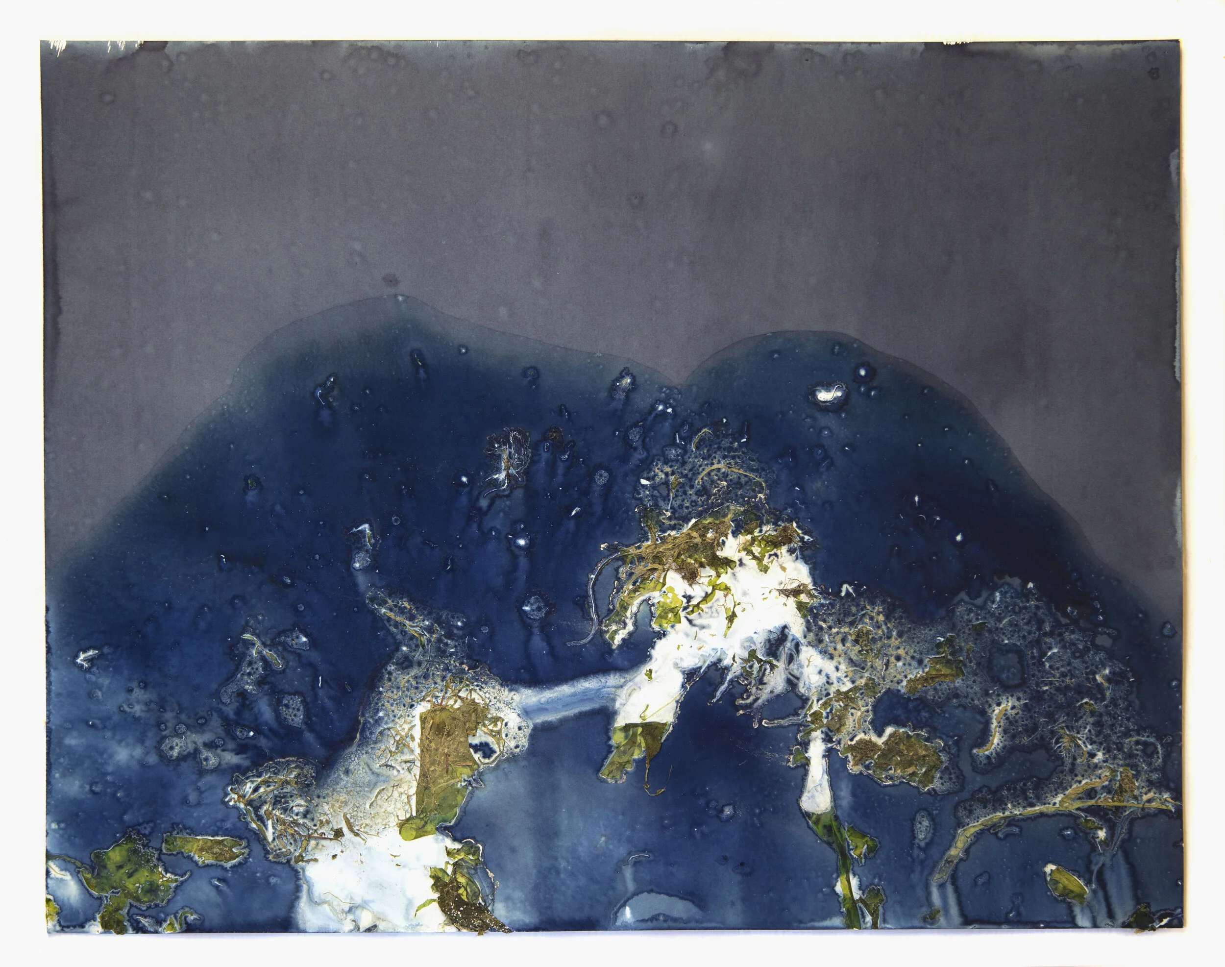 Meghann Riepenhoff, For Anna, Vol. II, Plate 21, 2017, Unique Dynamic Cyanotype, Algae