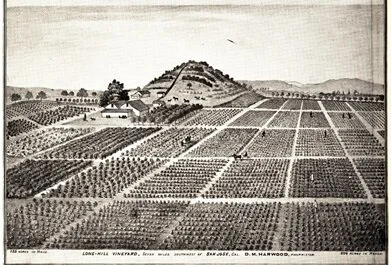 Lone Hill Vineyard, circa 1876. Courtesy of Los Gatos Library