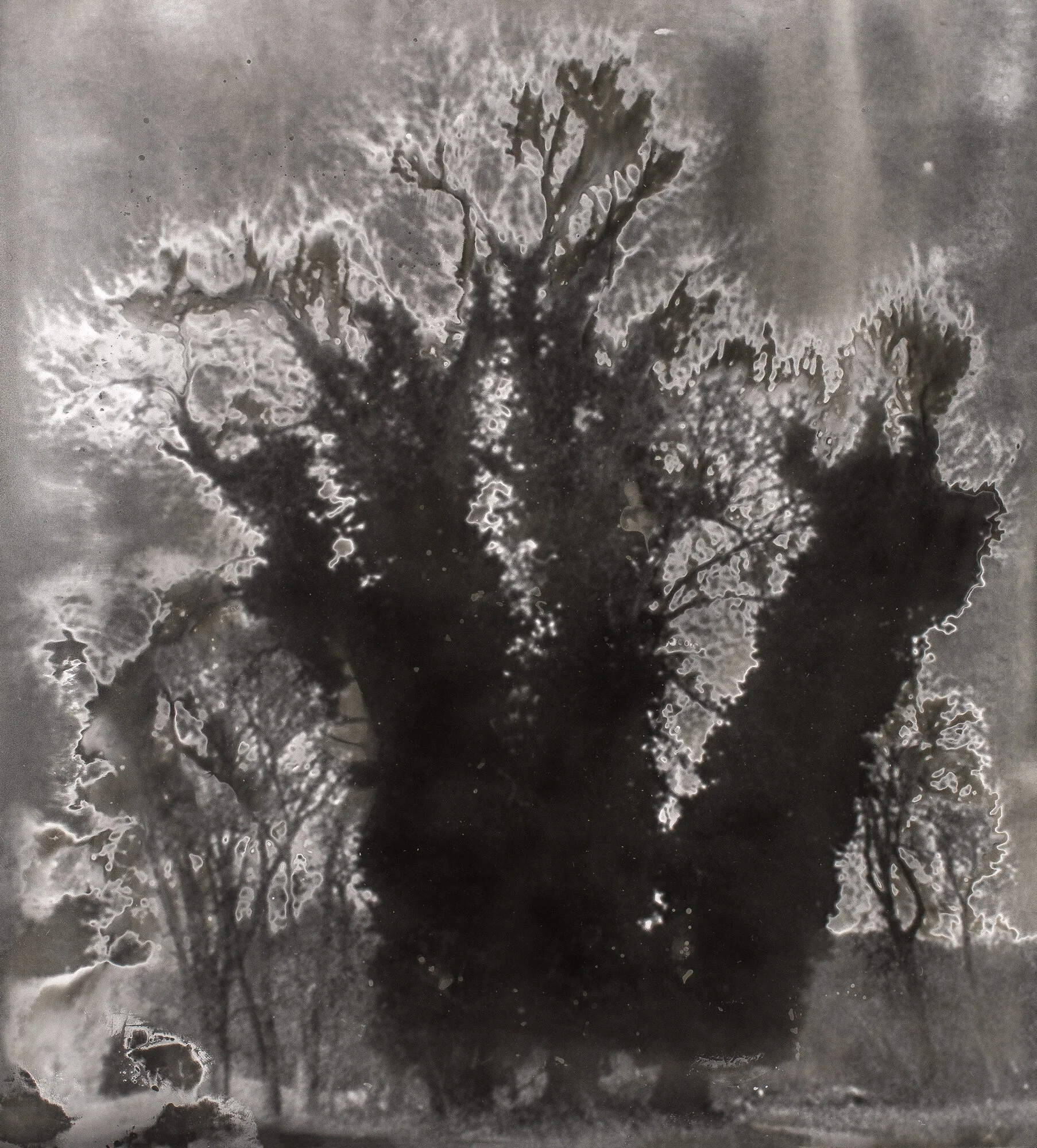 Spotlight Gallery: Jane Olin—In the Company of Trees