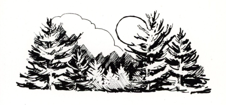 Talk of the Town: Christmas Tree Farms