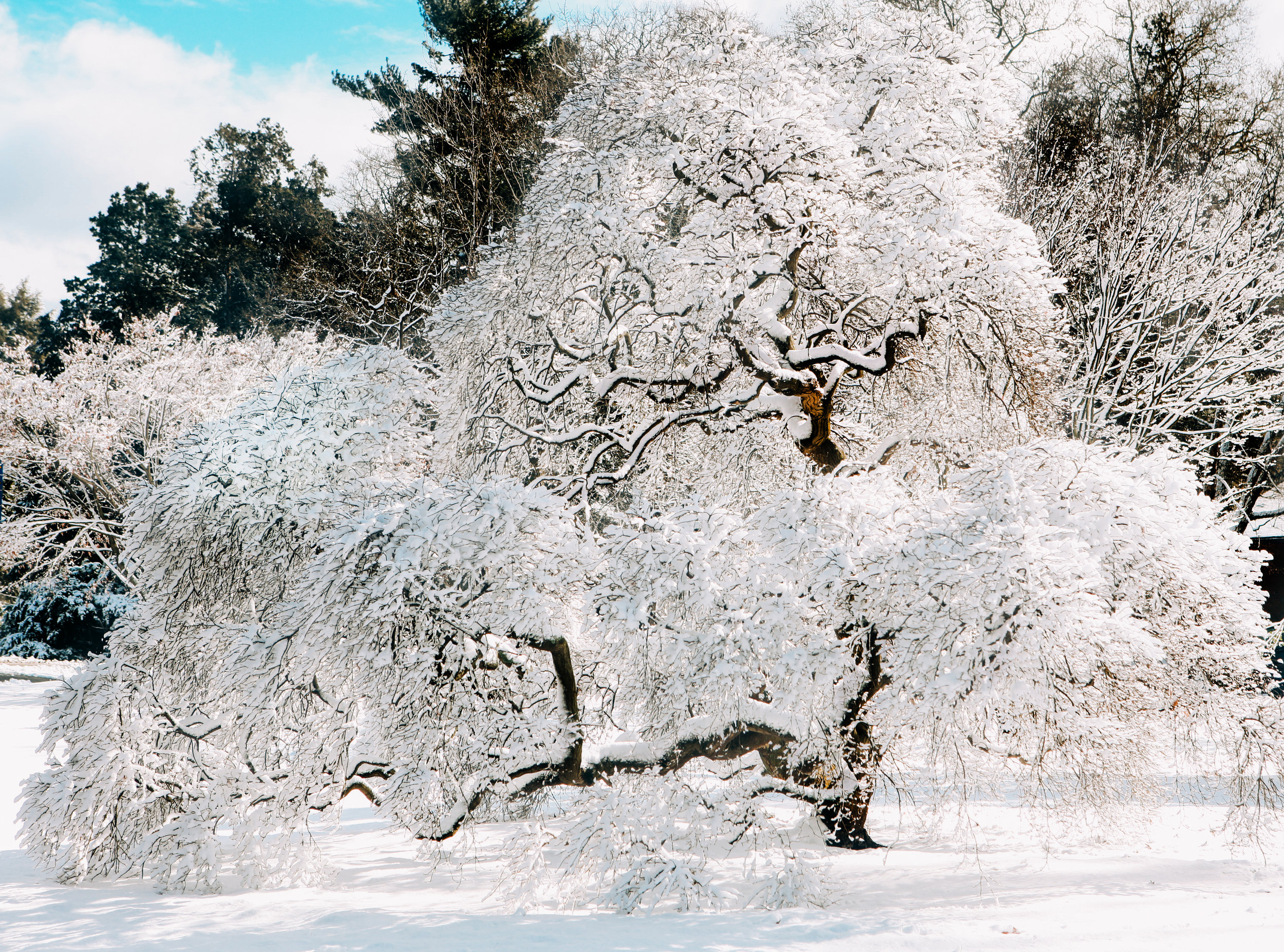 20170209_Philadelphia_Snow_Fiarmount_Park_Joe_Mac_Creative_0046.jpg