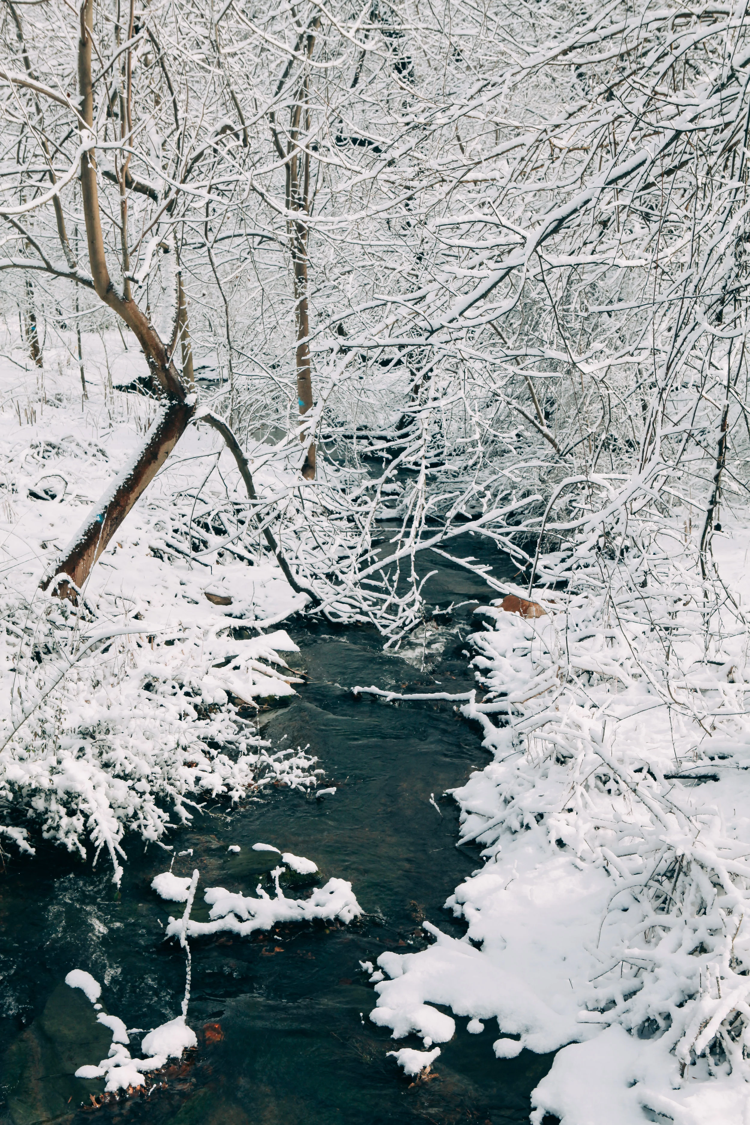 20170209_Philadelphia_Snow_Fiarmount_Park_Joe_Mac_Creative_0052.jpg