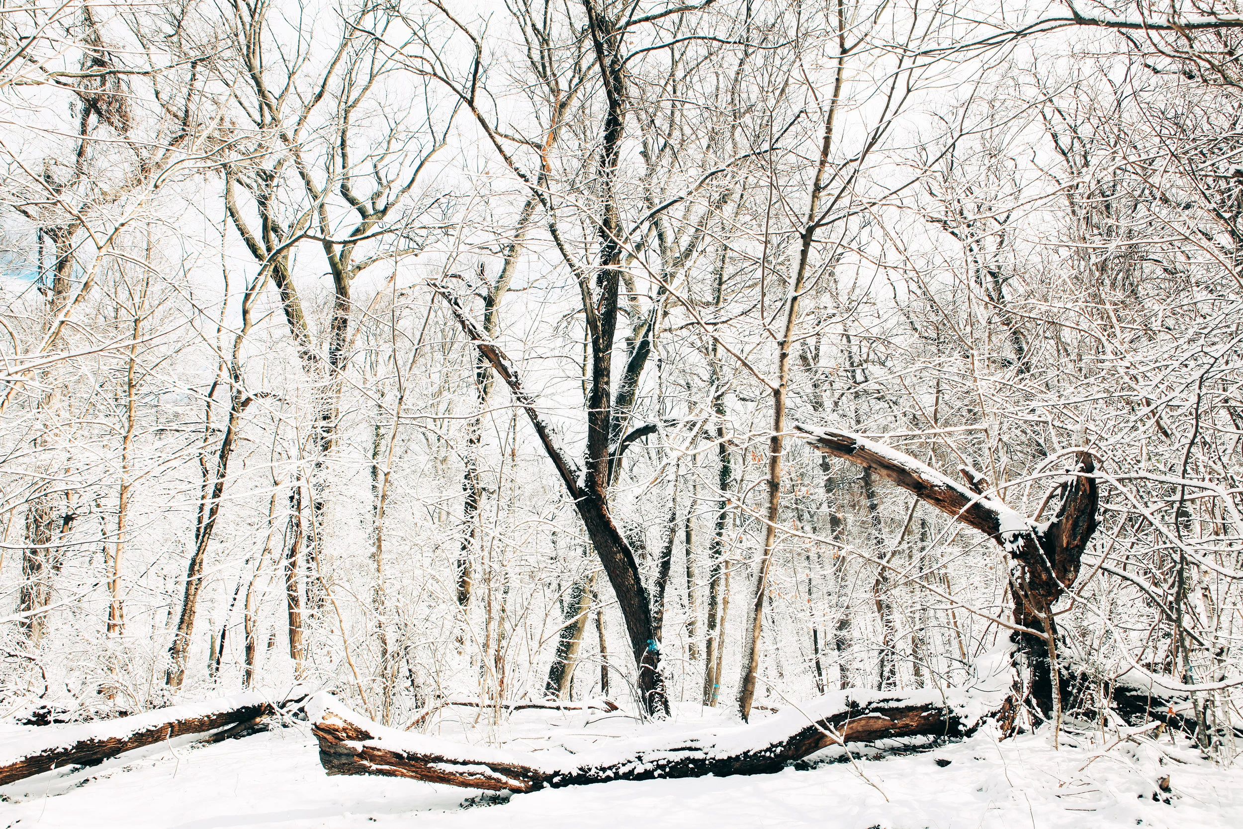 20170209_Philadelphia_Snow_Fiarmount_Park_Joe_Mac_Creative_0120.jpg