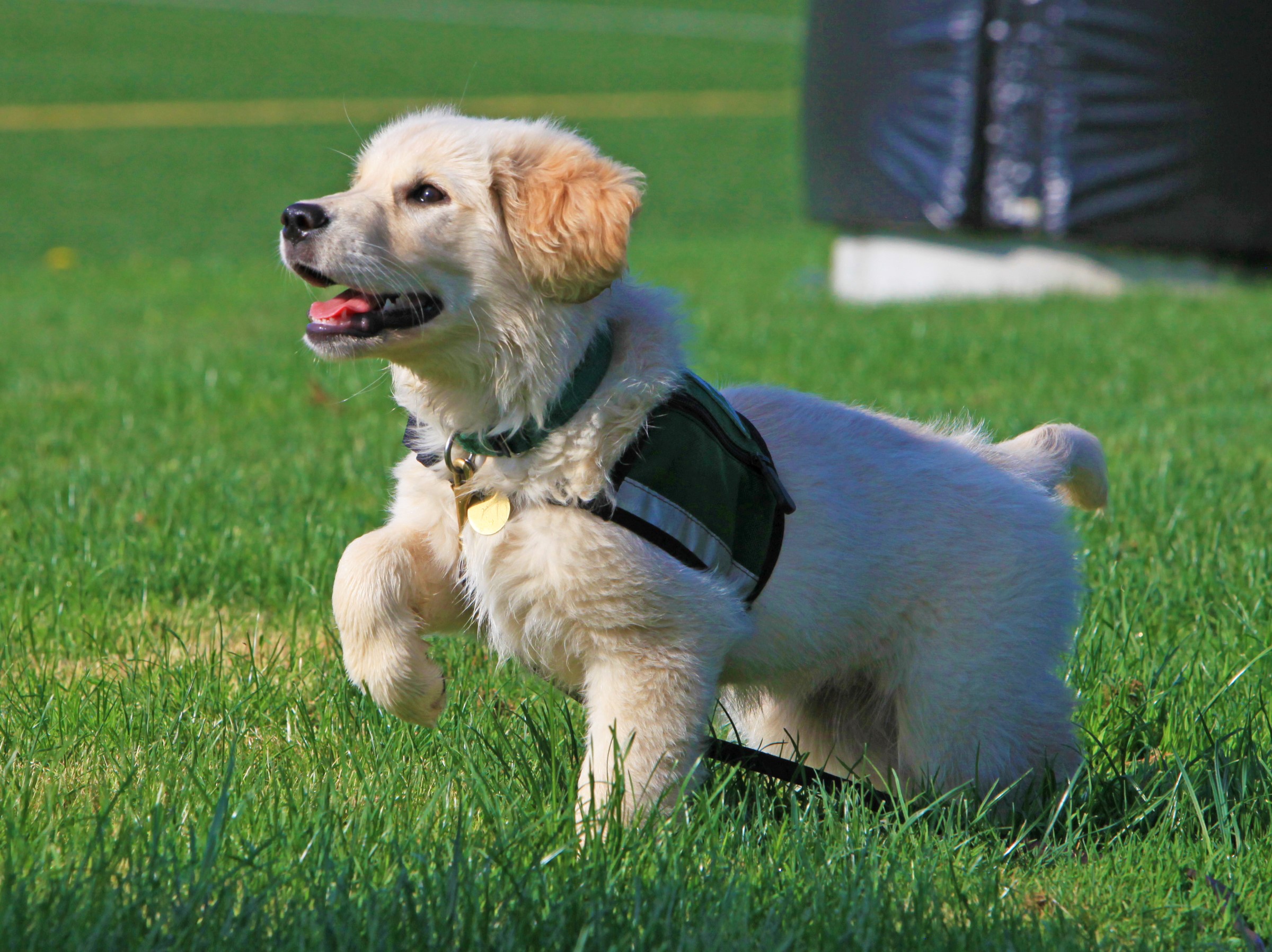 Summit puppy in training