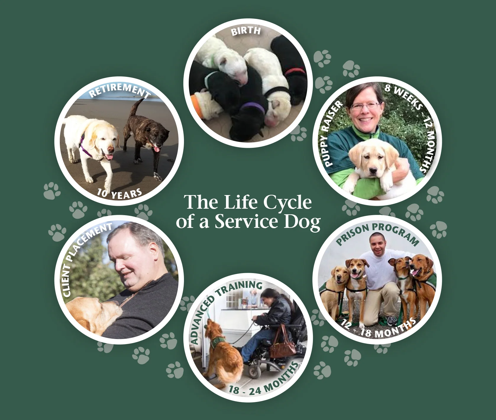 LifeCycle.jpg