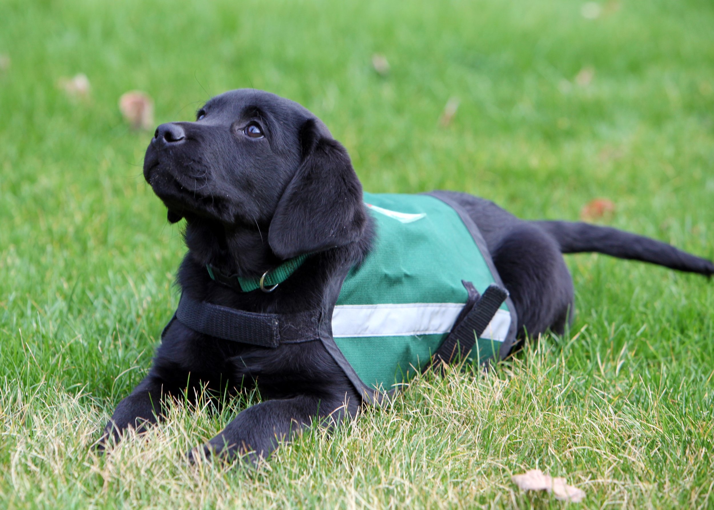 Summit puppy in training