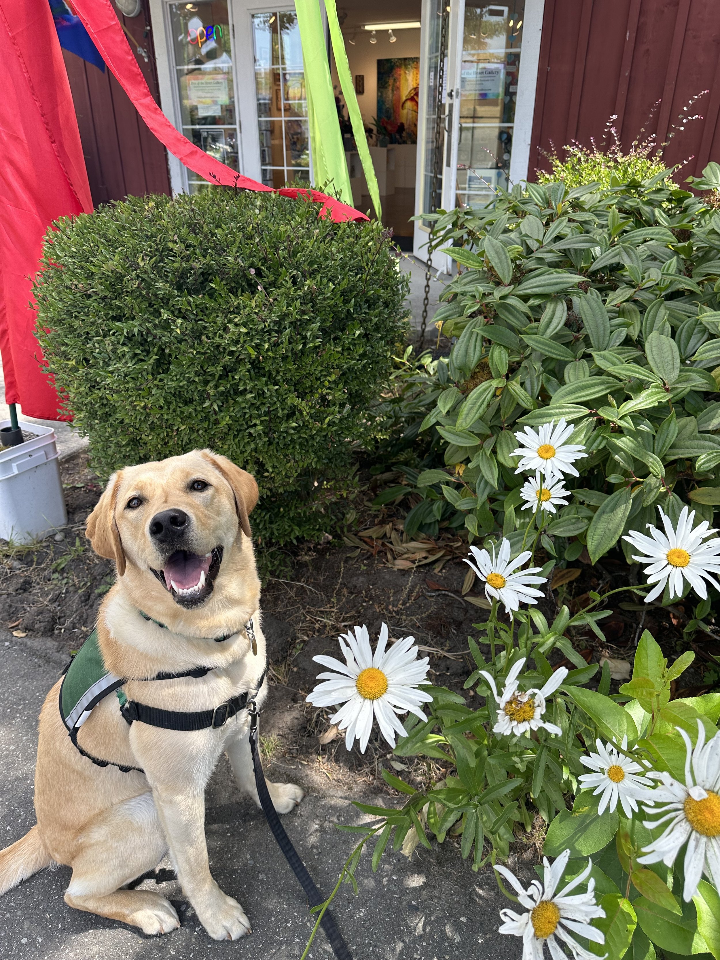 Sandy enjoying the daisies.jpg