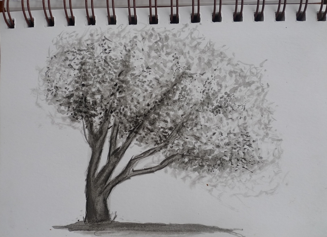 Tree Sketch