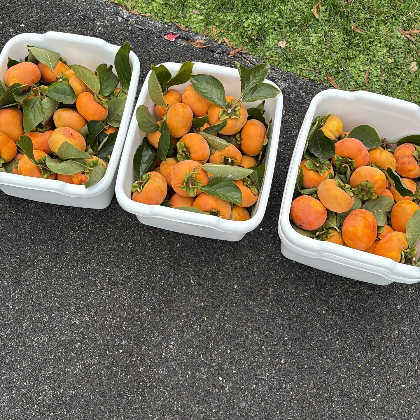 This is less than 10% of what&rsquo;s on our single persimmon tree. I&rsquo;m going to start with drying then move on to freezing and preserves. #eatathome #canning