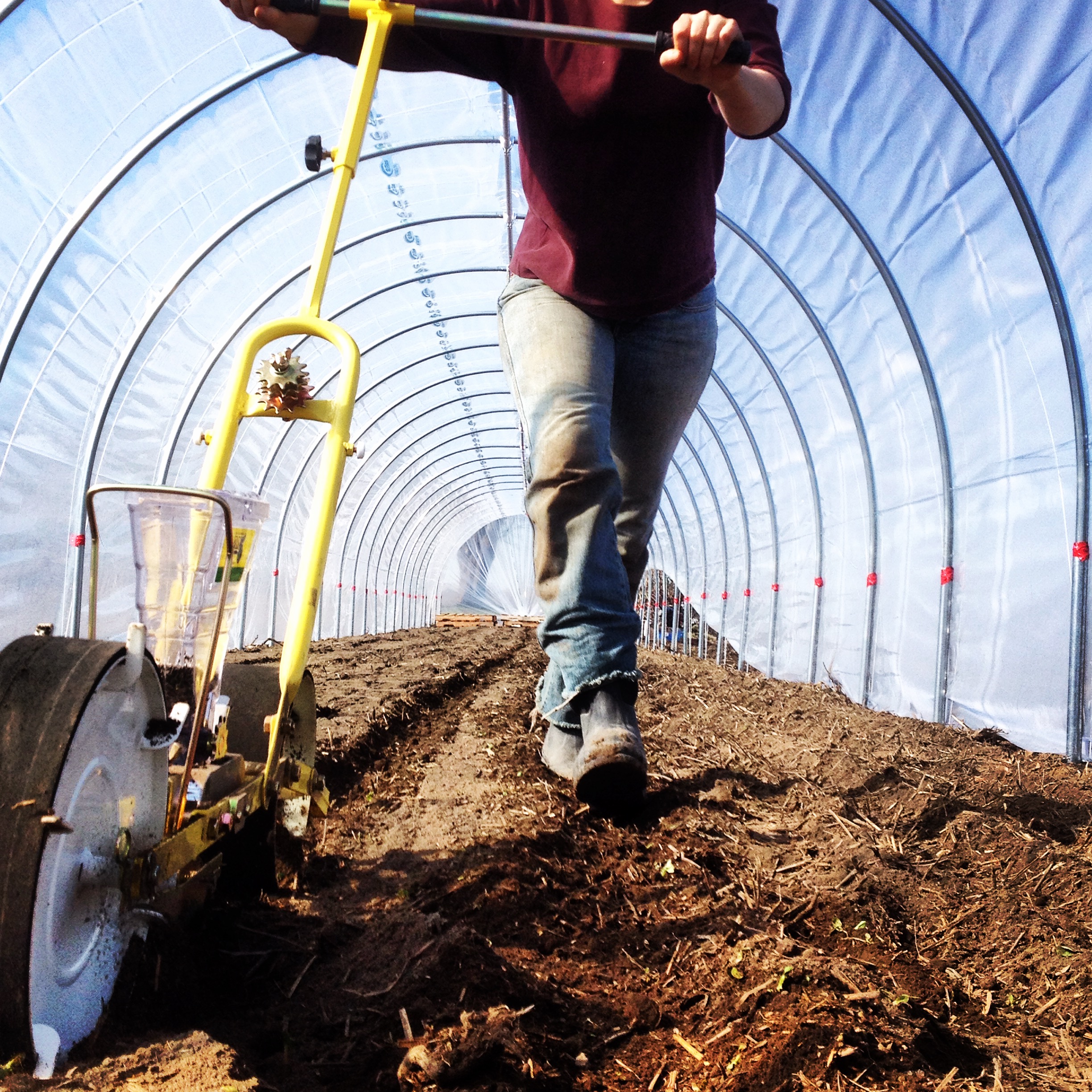 Seeding in the high tunnel (Copy)