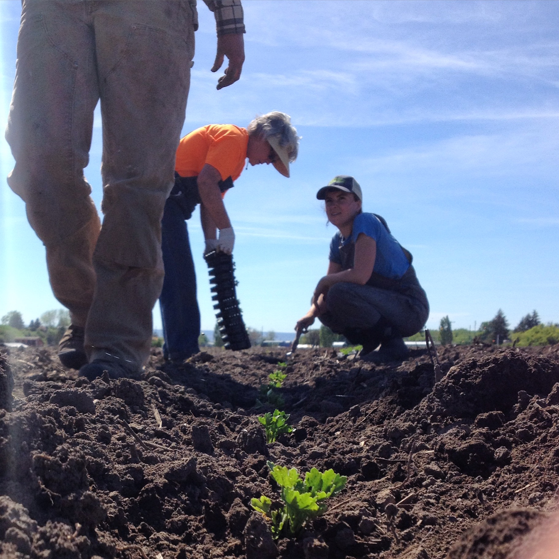 Transplanting (Copy)