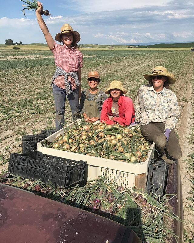 Harvested red and yellow onions today at Walla Walla Organics💜💛Available now in the farm store for Tuesday and onward
