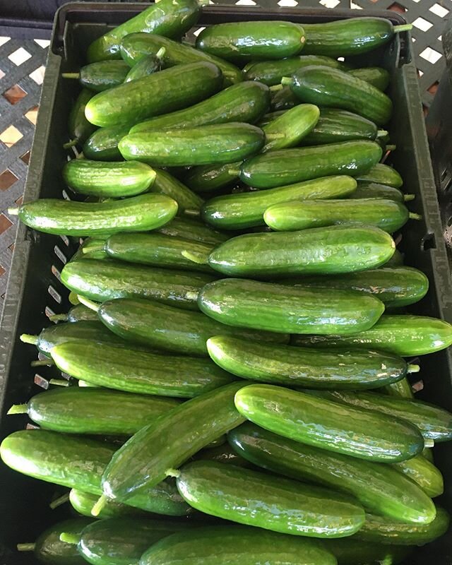 We have lots of Persian cucumbers available this week! Smooth and thin skinned they are the best for salads or snacks AND also make great pickles, check out the bulk rate for a case on the online market 🥒 🥒 🥒 ✨