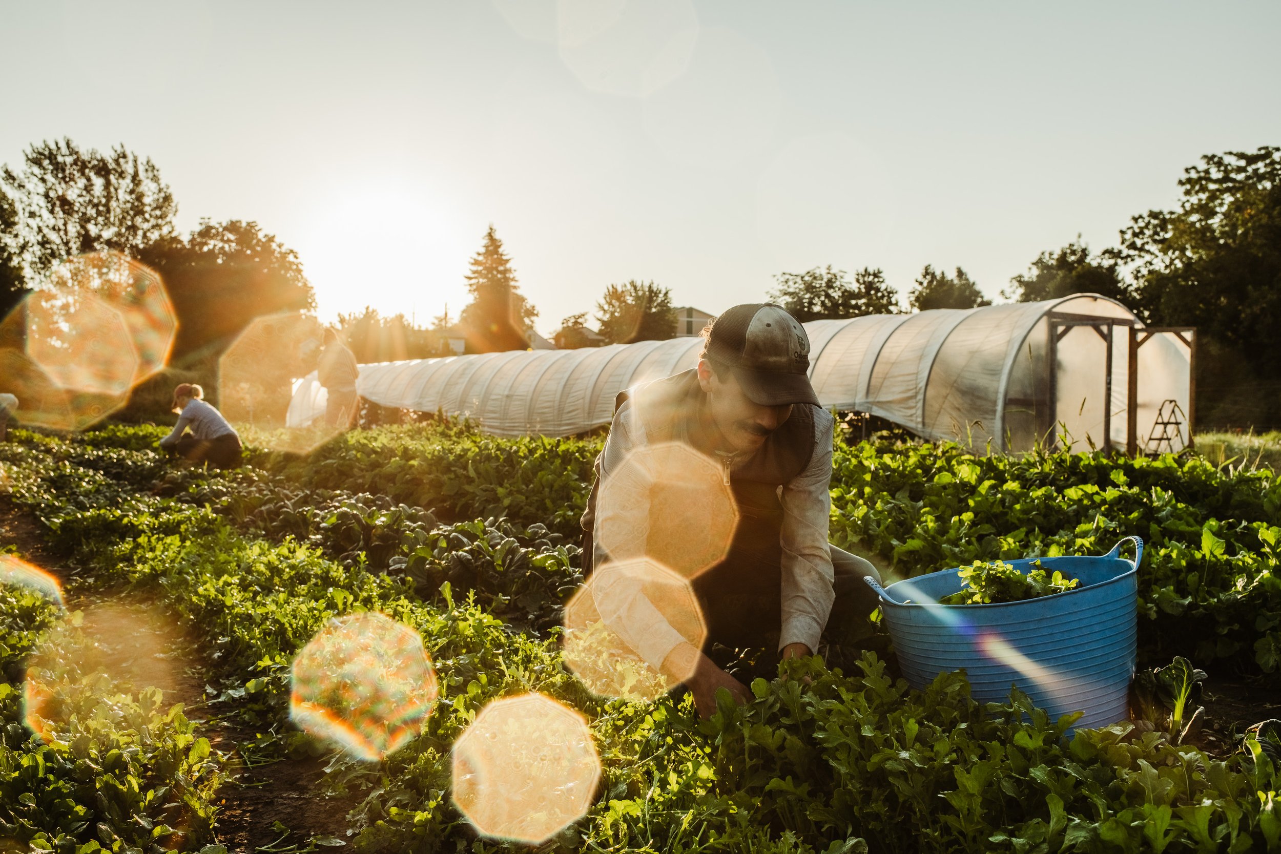 22.09.20_Hayshaker_Harvest_benlindbloom_850_5631.jpg