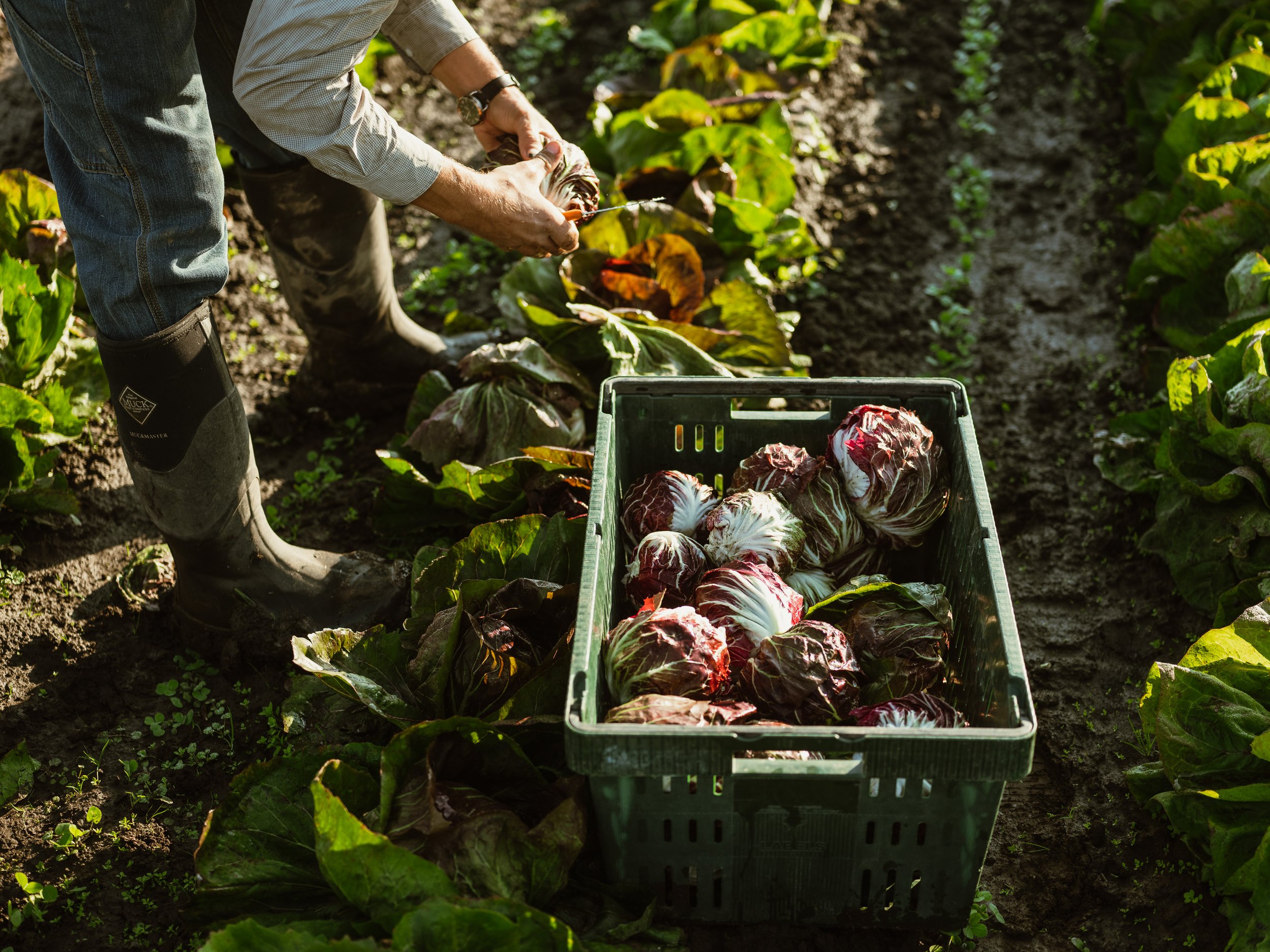 22.09.20_Hayshaker_Harvest_benlindbloom_DSCF5187.jpg