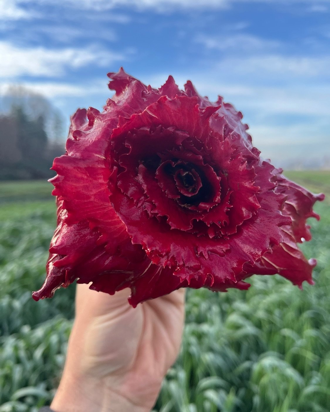 Solstice has arrived. Here comes the light. Thank you to all who supported our work this trip around the sun: our customers, our pickup hosts, our friends and cheerleaders. Thank you to our incredible crew, who joyfully and masterfully guided us thro