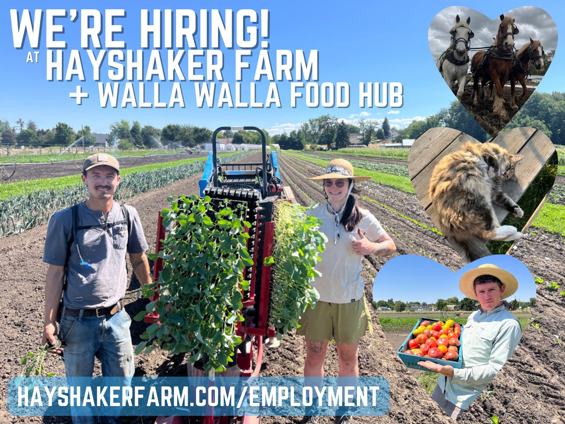 Join this small but mighty crew @hayshakerfarm &amp; @wallawallafoodhub for our 2025 season! 💪🏻🧑🏻&zwj;🌾👩🏻&zwj;🌾👨🏻&zwj;🌾🧑🏼&zwj;🌾👩🏼&zwj;🌾 gushing tomatoes + crunchy cucumbers, big bulk root harvests, mountains of peppers &amp; radicchi