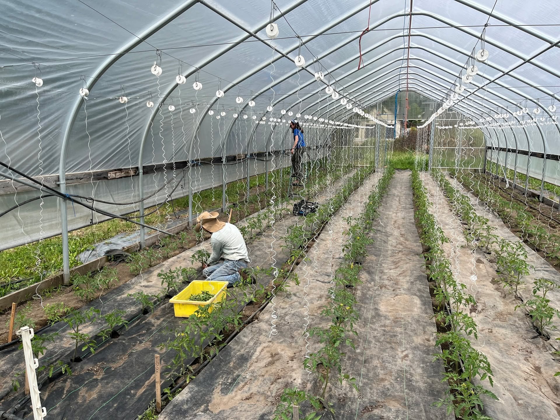 Trellising has entered the group chat. Now with 500 persian cucumbers and 800 tomato plants in the high tunnel ground, our weeks will be filled with regular trellising--pruning, cleaning, weeding, clipping and overall pampering of summer's joyous veg