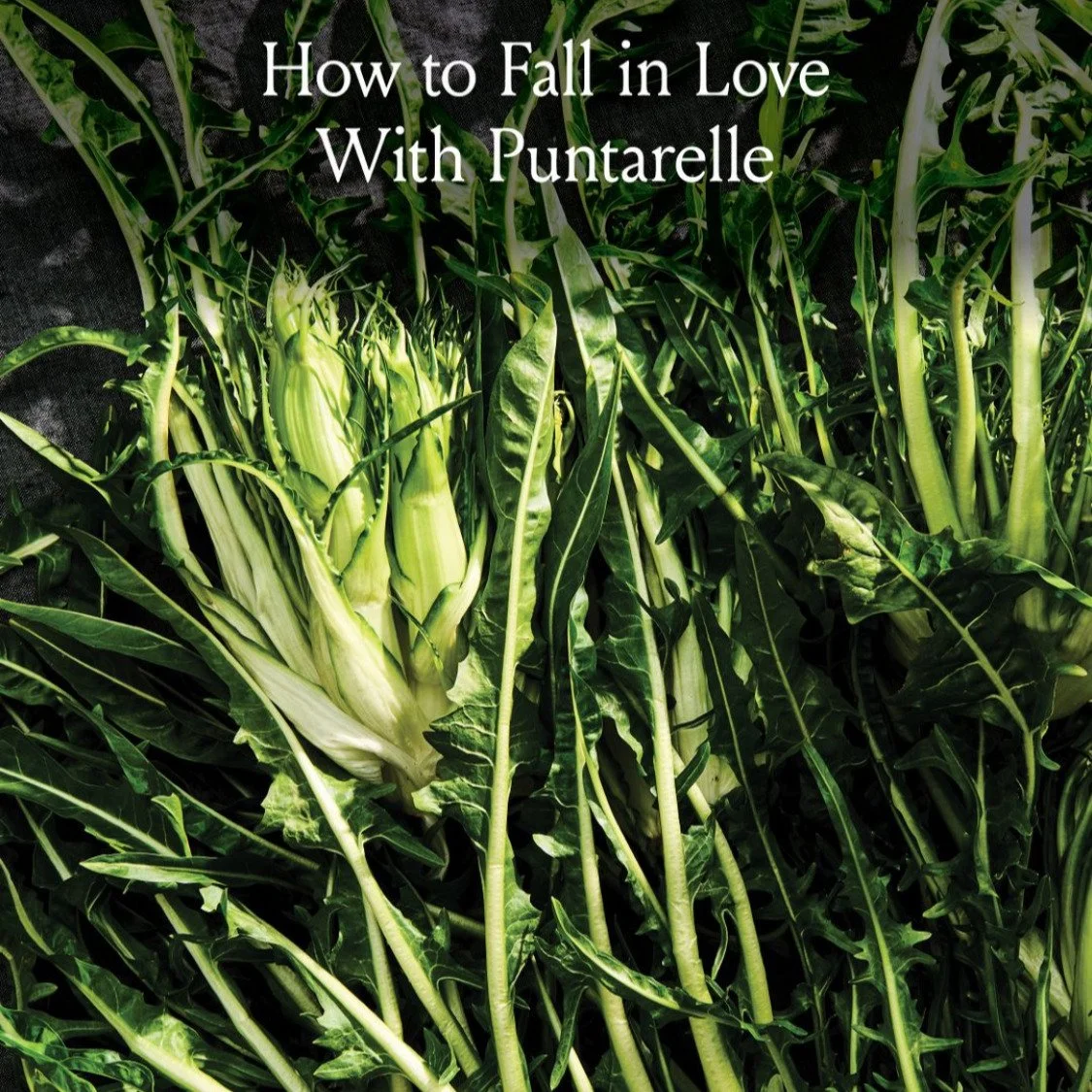 We are in no shortage of passion project vegetables around here--just this week our crew is destemming dried habanada peppers to process into our sold out powder before we move on to harvest the hundreds of heads of hairy celery root waiting patientl