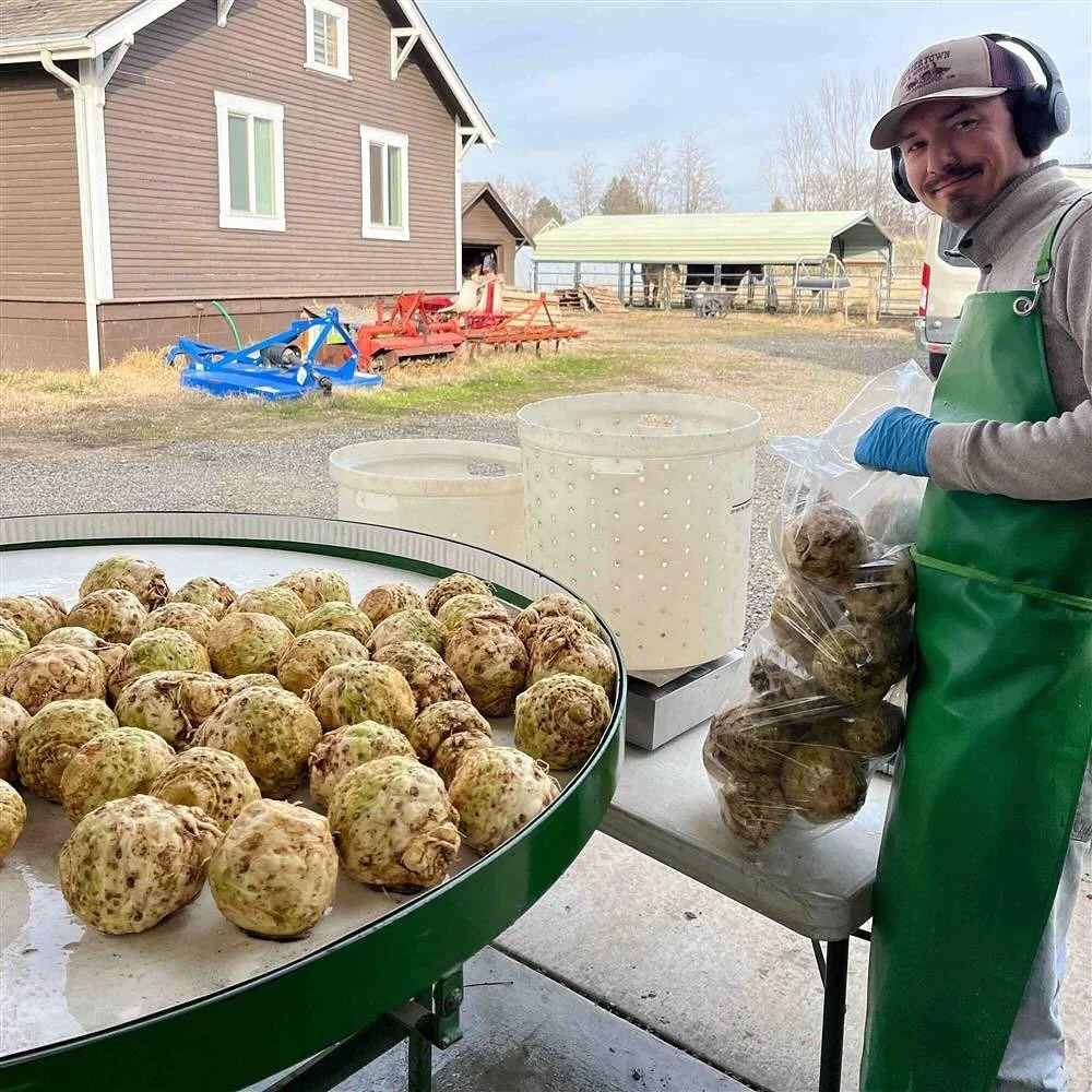 Celeriac. Huh? Celery root! Oh...

The lesser known cousin of celery stalk, these &ldquo;ugly&rdquo; swollen roots are ubiquitous across Europe kitchens and cafeterias and are gaining in popularity in the small farm world. Superior storage capabiliti