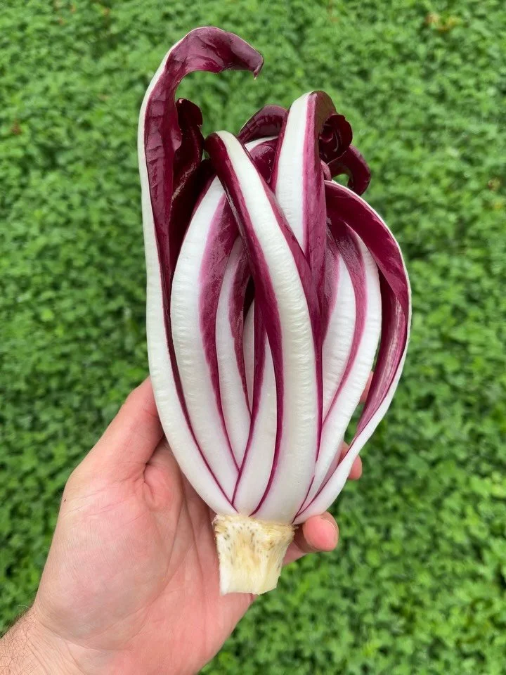 Treviso tardivo radicchio: a mouthful of Italian words, a niche nerdy vegetable crop, and a passion project of mine for years. (Yes, I have toured some radicchio farms in Italy, more than once.) And after a lackluster harvest in 2024, I was determine