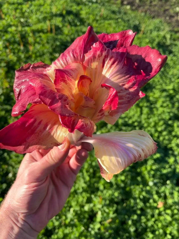 Need a salad? Winter radicchio is on the menu and it&rsquo;s abundant and primo right now ❤️❤️❤️

We&rsquo;re stocked up with Treviso tardivo, Castelfranco, rosa del Veneto and these stunning beauties, what we call Radicchio Rosettes. 🌹🌹🌹

Known i