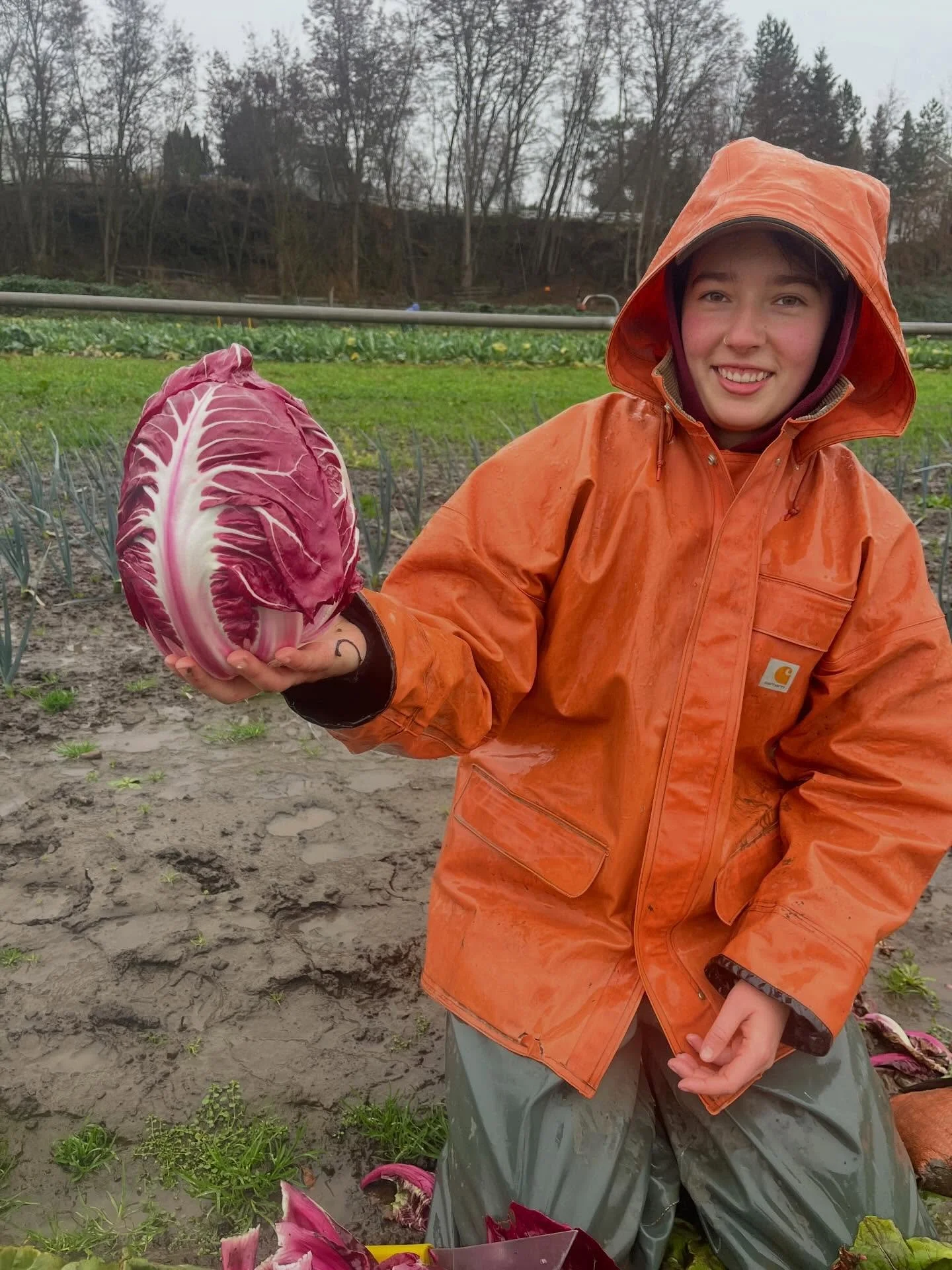 Last weekend of 2025 @seattlefarmersmkts for @hayshakerfarm and @tailfeatherfarmww 

Find us at the UD Saturday and West Seattle Sunday markets! Brave the rain to see our smiling faces with all the radicchio, pink and purple cabbage, tatsoi, komatsun