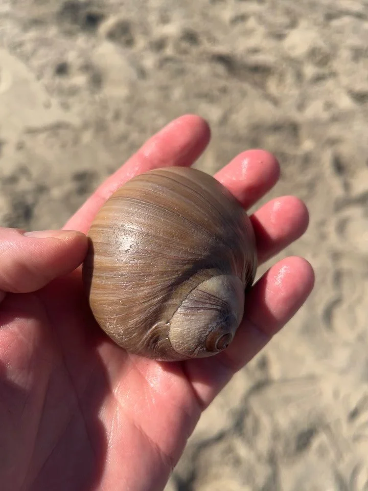 This winter, I&rsquo;ve been spending time away from the farm, which is crucial for my long term sanity and maintaining relationships with my loved ones. Most recently, I was privileged to visit my people in California, where I was greeted with abund